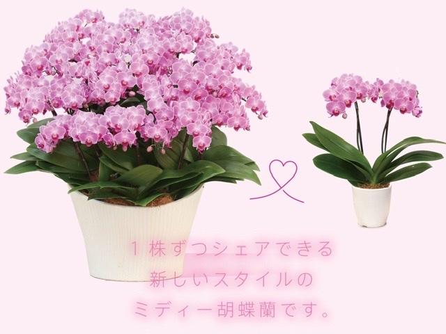 シェアオーキッドを分けて持ち帰れる様子