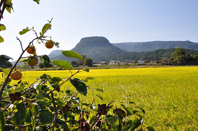 伐株山と稲穂